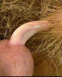 photo-thumb